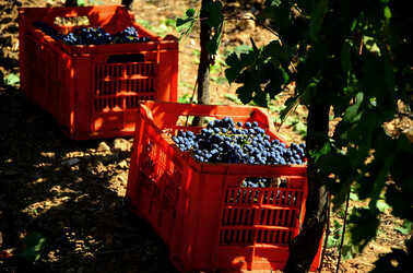 VENDEMMIA a S.Cristina Gela in Sicilia. Fotografie di Giulio Azzarello &copy;2016.