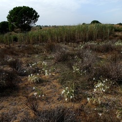 SELINUNTE. Fotografie di Giulio Azzarello ©2022. SELINUNTE. Fotografie di Giulio Azzarello ©2022.