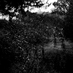 ROSE fotografie di Giulio Azzarello ©2021. ROSE fotografie di Giulio Azzarello ©2021.