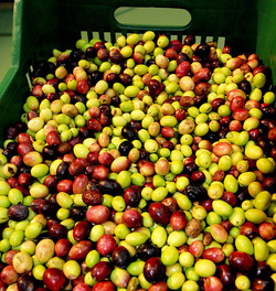 TIPICO FRANTOIO fotografie di Giulio Azzarello ©2014. TIPICO FRANTOIO fotografie di Giulio Azzarello ©2014.