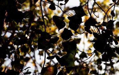 PALERMO fotografie di Giulio Azzarello ©2020.