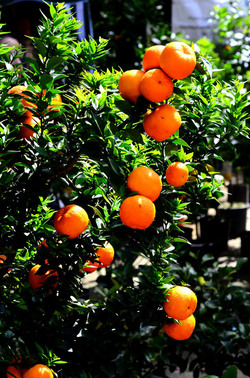 ORTO BOTANICO di Palermo in inverno. Fotografie di Giulio Azzarello &copy;2016.