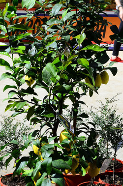 ORTO BOTANICO di Palermo in inverno. Fotografie di Giulio Azzarello &copy;2016.