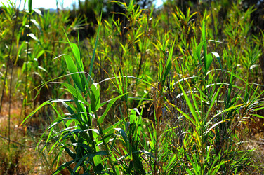 CANNETI in SICILIA. Fotografie di Giulio Azzarello &copy;2016.
