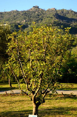 GOLE DELL ALCANTARA in Sicilia. Fotografie di Giulio Azzarello &copy;2016.