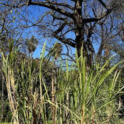 ORTO BOTANICO DI PALERMO. Fotografie di Giulio Azzarello ©2022. ORTO BOTANICO DI PALERMO. Fotografie di Giulio Azzarello ©2022.