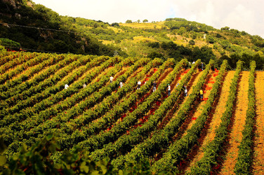 VENDEMMIA di AUTUNNO a S.Cristina Gela in Sicilia. Fotografie di Giulio Azzarello &copy;2016.
