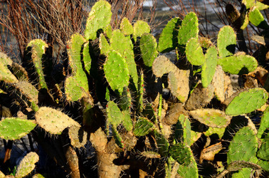 MACCHIA MEDITERRANEA in Sicilia. Fotografie di Giulio Azzarello &copy;2106.