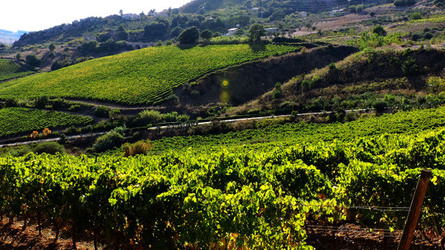 VENDEMMIA di AUTUNNO a S.Cristina Gela in Sicilia. Fotografie di Giulio Azzarello &copy;2016.