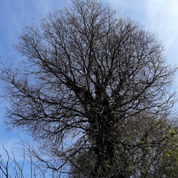 PIANTE. Fotografie di Giulio Azzarello &copy;2022.