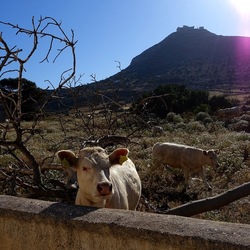 BESTIE. Fotografie di Giulio Azzarello ©2022. BESTIE. Fotografie di Giulio Azzarello ©2022.