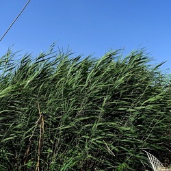 SELINUNTE. Fotografie di Giulio Azzarello ©2022. SELINUNTE. Fotografie di Giulio Azzarello ©2022.