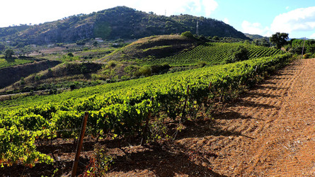 VENDEMMIA di AUTUNNO a S.Cristina Gela in Sicilia. Fotografie di Giulio Azzarello &copy;2016.