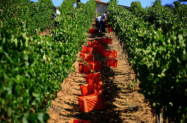 VENDEMMIA a S.Cristina Gela i coltivatori. Fotografie di Giulio Azzarello ©2016. VENDEMMIA a S.Cristina Gela i coltivatori. Fotografie di Giulio Azzarello ©2016.