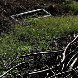 RAMI E ROVI. Fotografie di Giulio Azzarello ©2023. RAMI E ROVI. Fotografie di Giulio Azzarello ©2023.