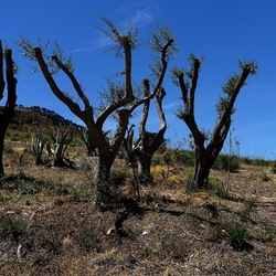 SEGESTA. Fotografie di Giulio Azzarello ©2024. SEGESTA. Fotografie di Giulio Azzarello ©2024.
