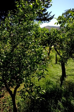 GIARDINO SICILIANO fotografie di Giulio Azzarello ©2021. GIARDINO SICILIANO fotografie di Giulio Azzarello ©2021.