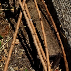 GIARDINO SICILIANO. Fotografie di Giulio Azzarello ©2022. GIARDINO SICILIANO. Fotografie di Giulio Azzarello ©2022.