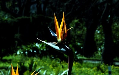 ORTO BOTANICO di Palermo. Fotografie di Giulio Azzarello ©2021.