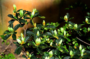 ORTO BOTANICO di Palermo in inverno. Fotografie di Giulio Azzarello &copy;2016.
