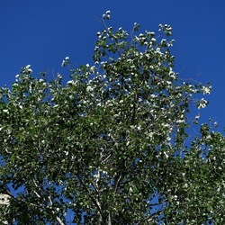 GIARDINO. Fotografie di Giulio Azzarello ©2022.