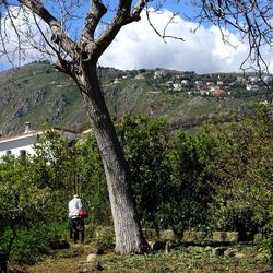 GIARDINO SICILIANO. Fotografie di Giulio Azzarello &copy;2024.