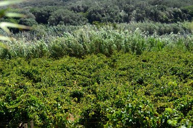 GORGHI TONDI oasi di vigneti e piante Mazzara del Vallo in Sicilia. Foto di Giulio Azzarello ©2016. GORGHI TONDI oasi di vigneti e piante Mazzara del Vallo in Sicilia. Foto di Giulio Azzarello ©2016.