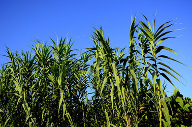 ISOLA DI USTICA la natura. Fotografie di Giulio Azzarello &copy;2016.