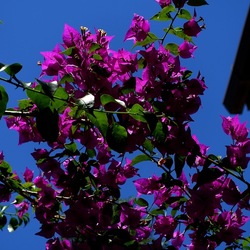 GIARDINO SICILIANO. Fotografie di Giulio Azzarello ©2022. GIARDINO SICILIANO. Fotografie di Giulio Azzarello ©2022.