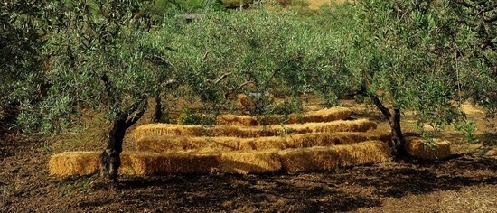 FRANTOIO GULLO ad Aliminusa in Sicilia. Fotografie di Giulio Azzarello &copy;2018.