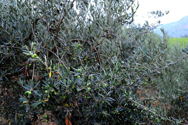 CAMPAGNA SICILIANA. Fotografie di Giulio Azzarello &copy;2016.
