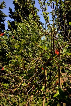 GIARDINO SICILIANO fotografie di Giulio Azzarello ©2021. GIARDINO SICILIANO fotografie di Giulio Azzarello ©2021.