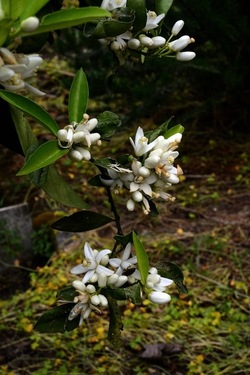 ZAGARA. Fotografie di Giulio Azzarello ©2022. ZAGARA. Fotografie di Giulio Azzarello ©2022.