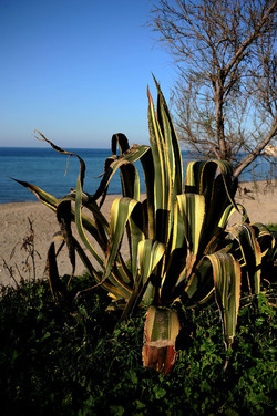 AGAVE selvatica sul mare in Sicilia a Cefalù. Fotografie di Giulio Azzarello ©2014. AGAVE selvatica sul mare in Sicilia a Cefalù. Fotografie di Giulio Azzarello ©2014.