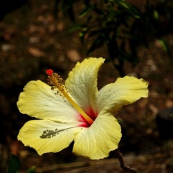 GIARDINO SICILIANO. Fotografie di Giulio Azzarello ©2022. GIARDINO SICILIANO. Fotografie di Giulio Azzarello ©2022.