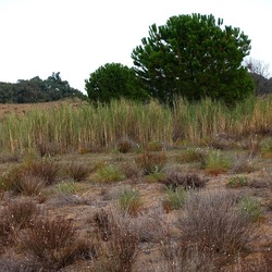 SELINUNTE. Fotografie di Giulio Azzarello ©2022. SELINUNTE. Fotografie di Giulio Azzarello ©2022.