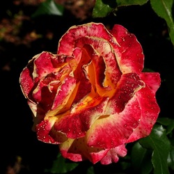 ROSETO. Fotografie di Giulio Azzarello &copy;2022.