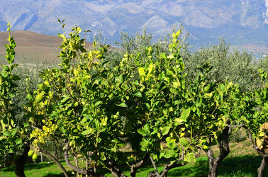 ULIVETO in autunno. Fotografie di Giulio Azzarello ©2014. ULIVETO in autunno. Fotografie di Giulio Azzarello ©2014.