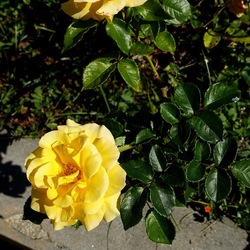 ROSETO. Fotografie di Giulio Azzarello &copy;2022.