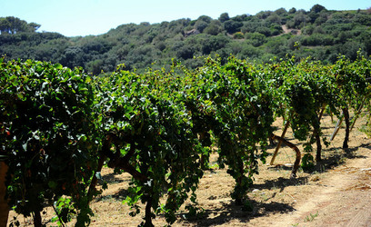 GORGHI TONDI oasi di vigneti e piante Mazzara del Vallo in Sicilia. Foto di Giulio Azzarello ©2016. GORGHI TONDI oasi di vigneti e piante Mazzara del Vallo in Sicilia. Foto di Giulio Azzarello ©2016.