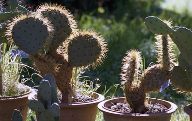 ORTO BOTANICO di Palermo. Fotografie di Giulio Azzarello ©2021.