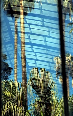 ORTO BOTANICO di Palermo. Fotografie di Giulio Azzarello ©2021.