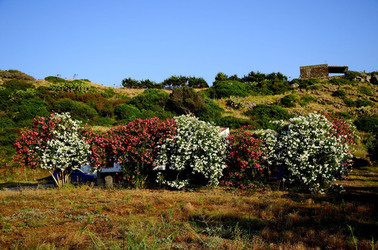 ISOLA DI USTICA la natura. Fotografie di Giulio Azzarello &copy;2016.