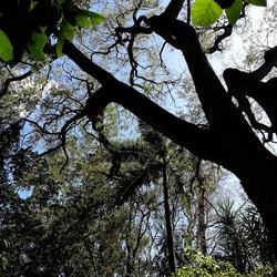 ORTO BOTANICO DI PALERMO. Fotografie di Giulio Azzarello ©2022. ORTO BOTANICO DI PALERMO. Fotografie di Giulio Azzarello ©2022.