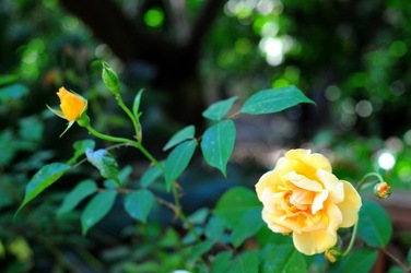 ORTO BOTANICO di Palermo nel maggio 2018. Fotografie di Giulio Azzarello &copy;2018.