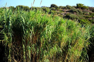 ISOLA DI USTICA la natura. Fotografie di Giulio Azzarello &copy;2016.