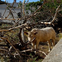 BESTIE. Fotografie di Giulio Azzarello ©2022. BESTIE. Fotografie di Giulio Azzarello ©2022.