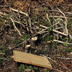 RAMI E ROVI. Fotografie di Giulio Azzarello ©2023. RAMI E ROVI. Fotografie di Giulio Azzarello ©2023.