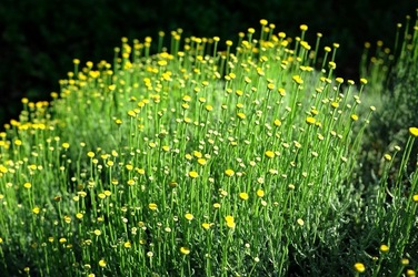 ORTO BOTANICO di Palermo nel maggio 2018. Fotografie di Giulio Azzarello &copy;2018.