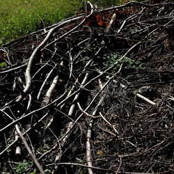 RAMI E ROVI. Fotografie di Giulio Azzarello ©2023. RAMI E ROVI. Fotografie di Giulio Azzarello ©2023.